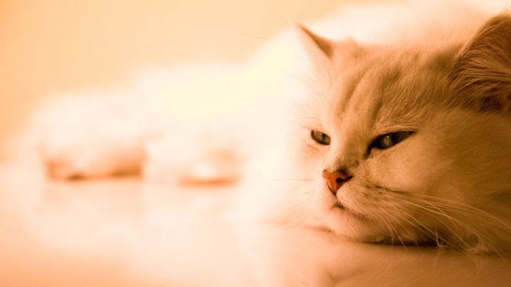 Sweet Cat Laying Pose